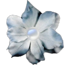 shyandsweetbunny2 avatar