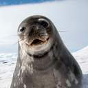 shyanne-selkie avatar