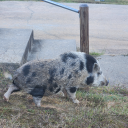 shyblizzardpenguin-blog avatar