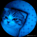 shycandykitty avatar