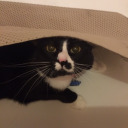 shygardenstudentthing-blog avatar