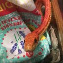shyloh-the-cornsnake avatar