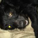 shylohpeckham avatar