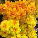 shymumbleingbee avatar