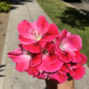 shypeachbanana-blog avatar