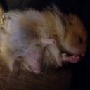 shys-critter-cage avatar