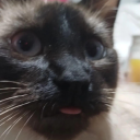 shyshydoesstuff avatar