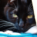 shysilkwonderland avatar