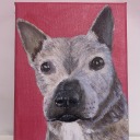 shystarfishdefendor avatar