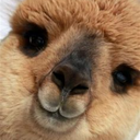 shystarlightalpaca avatar