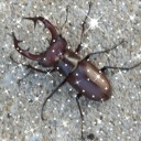 shystrawberrydeer avatar