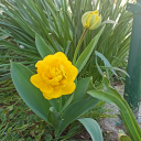 shytragedysweets avatar