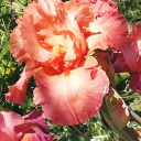 sialiasgarden avatar