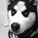 siberianhusky101-blog avatar