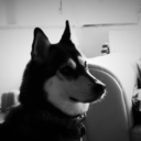 siberianhuskyandco avatar