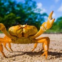 sick-victorian-fish avatar