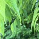 sickeningsilence avatar