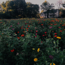 sickgirlstudies avatar