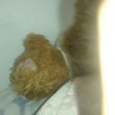 sicklysweetpuppy avatar