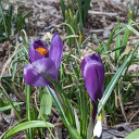 sicksatifaction avatar