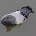 side-boob-enthusiast avatar