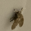 sideblog-of-ringbash avatar