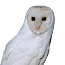 sietearcangeles avatar