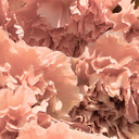 sietevecessiete avatar