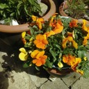 siftheminidog avatar