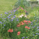 sigelsilvanus avatar