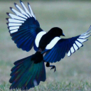 sighsandwonders avatar