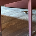 sightseertrespasser avatar