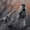 sigils-and-incense-smoke111 avatar