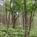 signatureofglory avatar