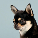 significant-other-memes avatar