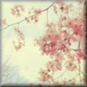 significantowl avatar