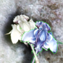 signifiedsatyr avatar