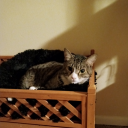 signofthescorpion avatar