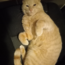 sihtsisdrowkcab avatar