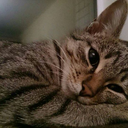 siirinmelodisi avatar