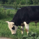 sikkotroublemaker avatar