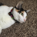 silenceofthebaconangel avatar