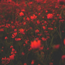 silencesandnights avatar