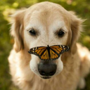 silencetoashes avatar