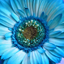 silencioslargos avatar