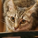 silenciosmuertos avatar