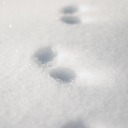 silent-as-snow avatar