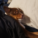 silent-neko-ninja avatar