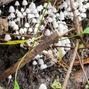 silent-night-shade avatar