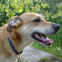 silent-repose-blog avatar